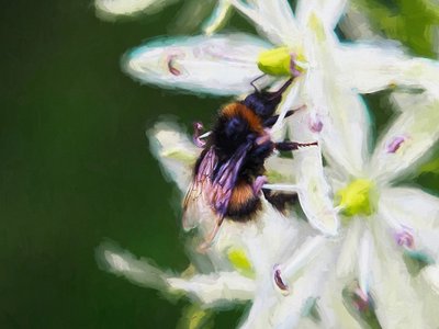 Summer Bee by Unbekannt Unbekannt